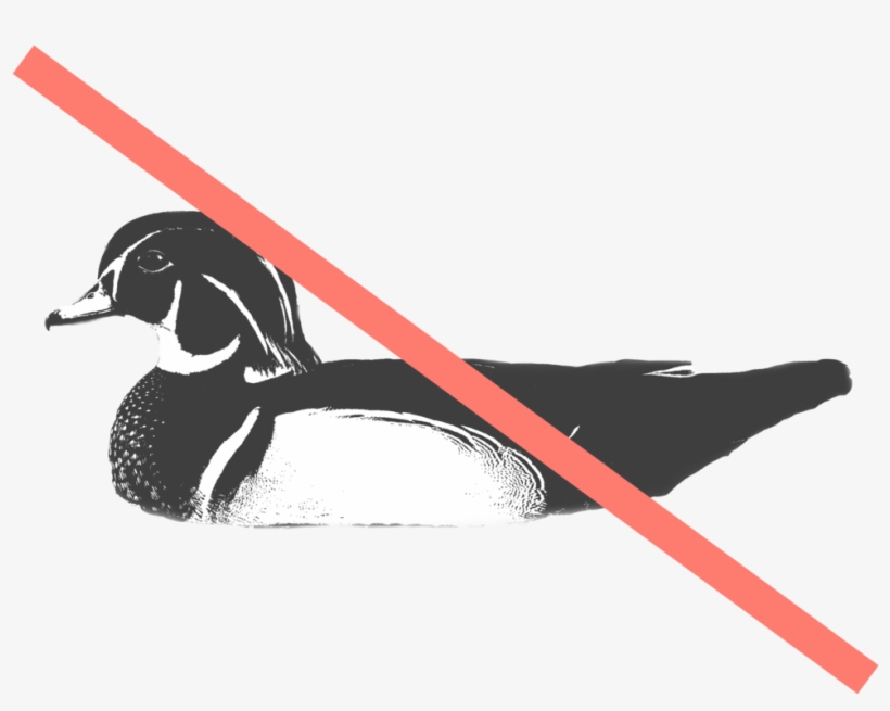 Woodduck - Wood Duck, transparent png