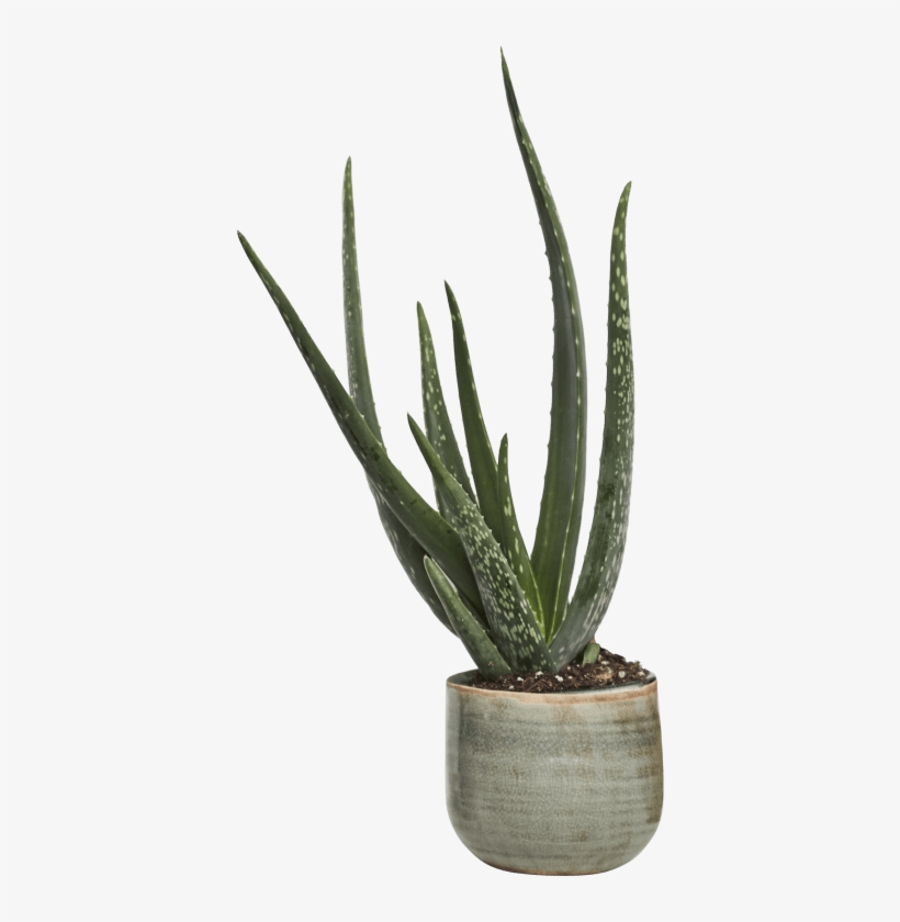Aloe Vera Png - Aloe Vera Concrete, transparent png