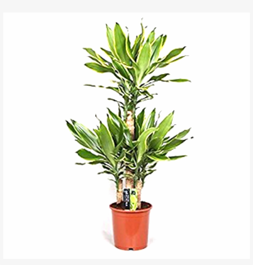 Dracaena Golden Coast, transparent png