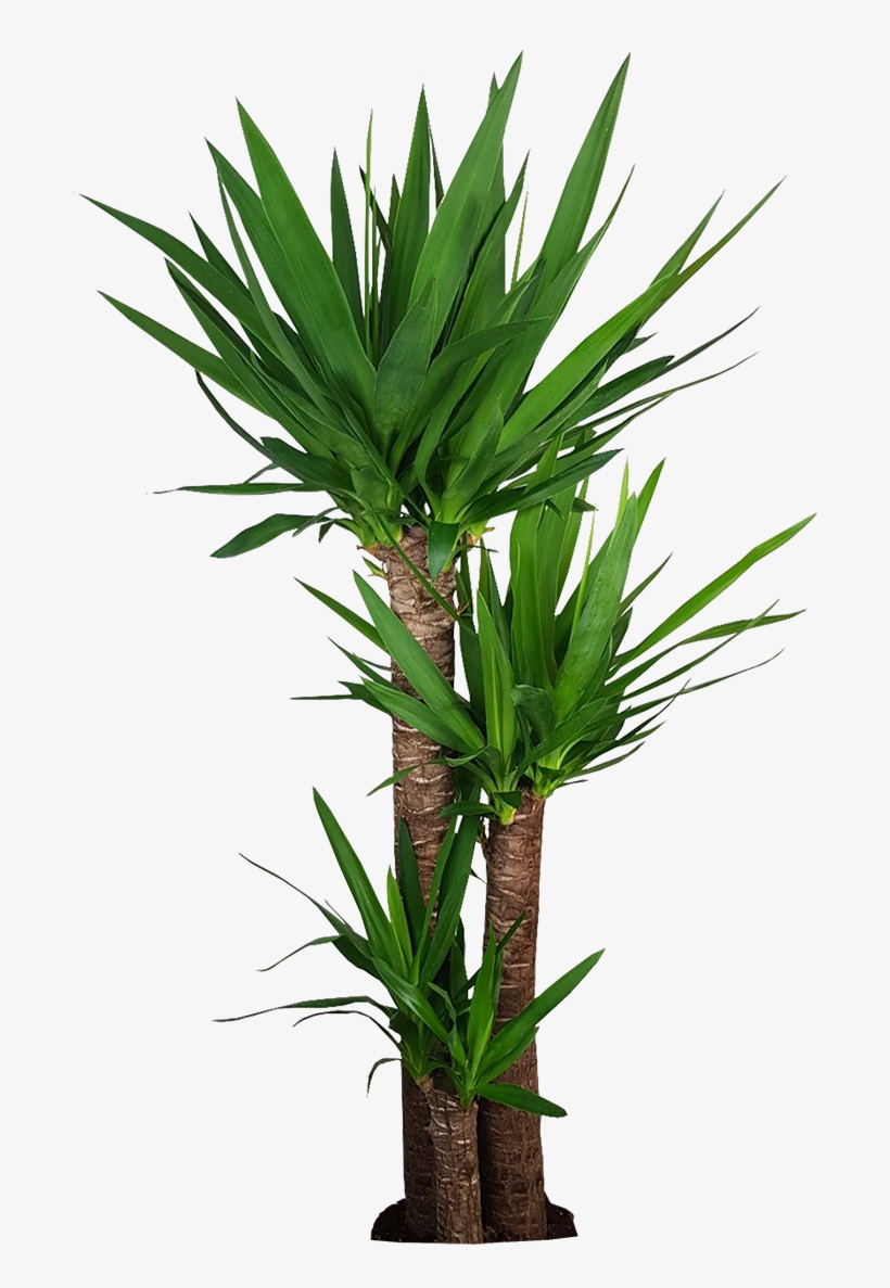 110 Cm - Corn Stalk Dracaena Silk Plant, transparent png