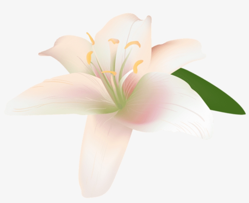 Free Png Download Lily Flower Transparent Png Images - Lily, transparent png