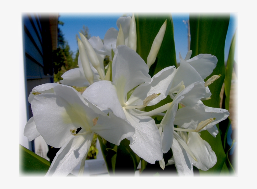 Butterfly Hedychium Coronarium Wild Things Grow - Lily, transparent png