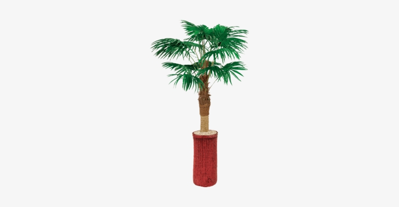 Silk Fan Palm Tree - Palm Trees, transparent png