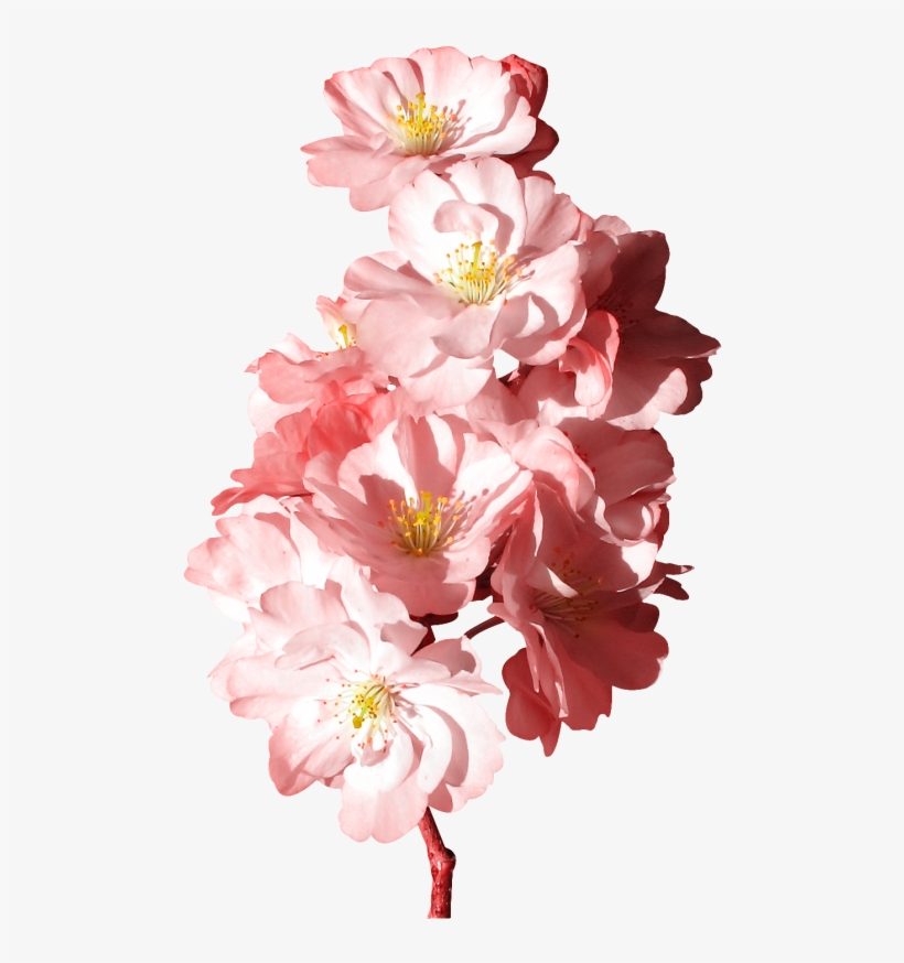 Tubes Fleurs - ดอกไม้ สีชมพู Png, transparent png