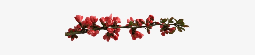 Spring Flower Buttons On Branch - Bom Dia Pra Vc Que Acordou, transparent png