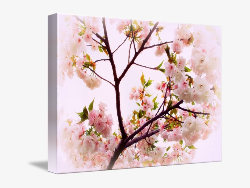 Cherry Blossom Charm By Jessica Jenney Picture Library - Cherry Blossom, transparent png