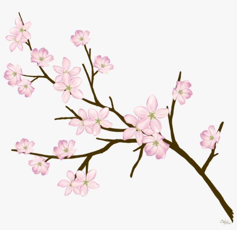 Cherryblossom Flowers Branches Freetoedit - Quran, transparent png