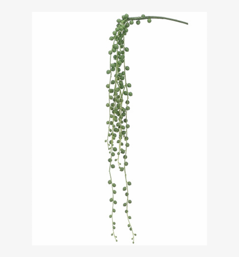 28" String Of Pearls Pick Green - String Of Pearls Plant Png, transparent png