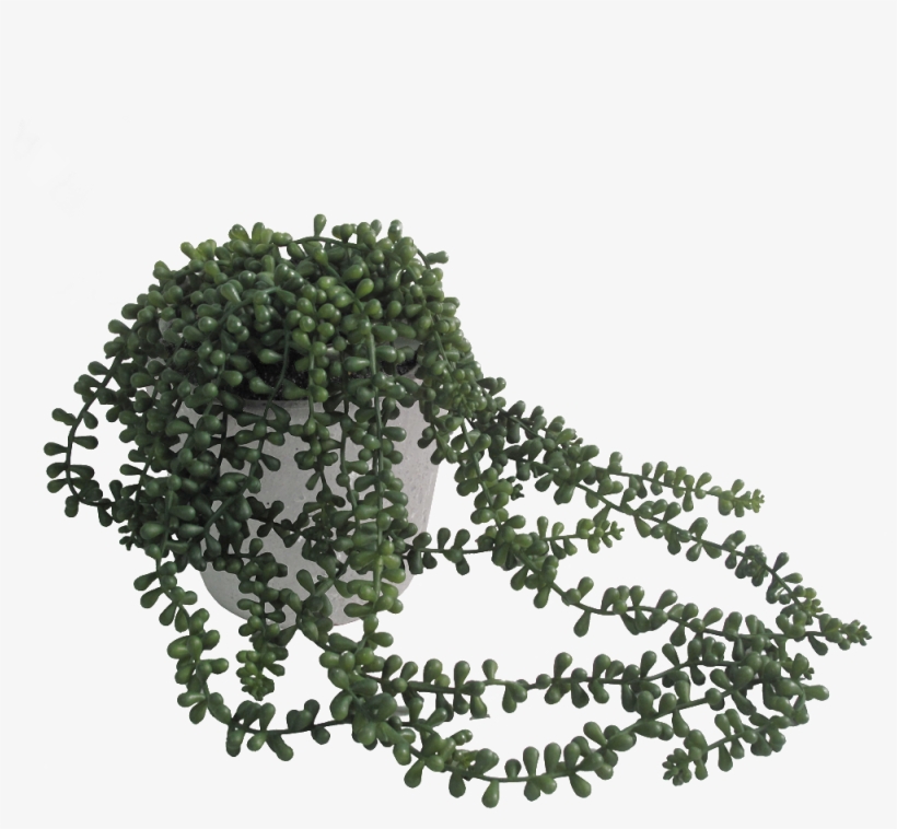 String Of Pearls Succulent - Faux Potted Trailing Succulent, transparent png