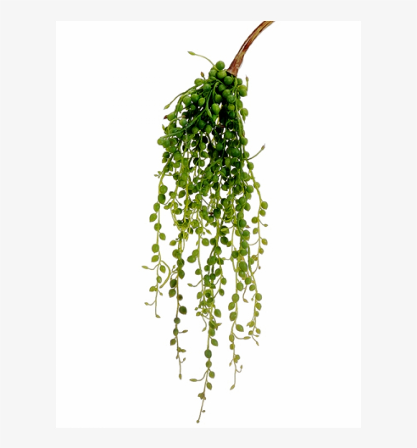 1" String Of Pearl Pick Green - String Of Pearls Succulent Png, transparent png