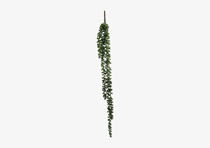 String Of Pearls Vine 5 Strands 71cm - String-of-pearls, transparent png