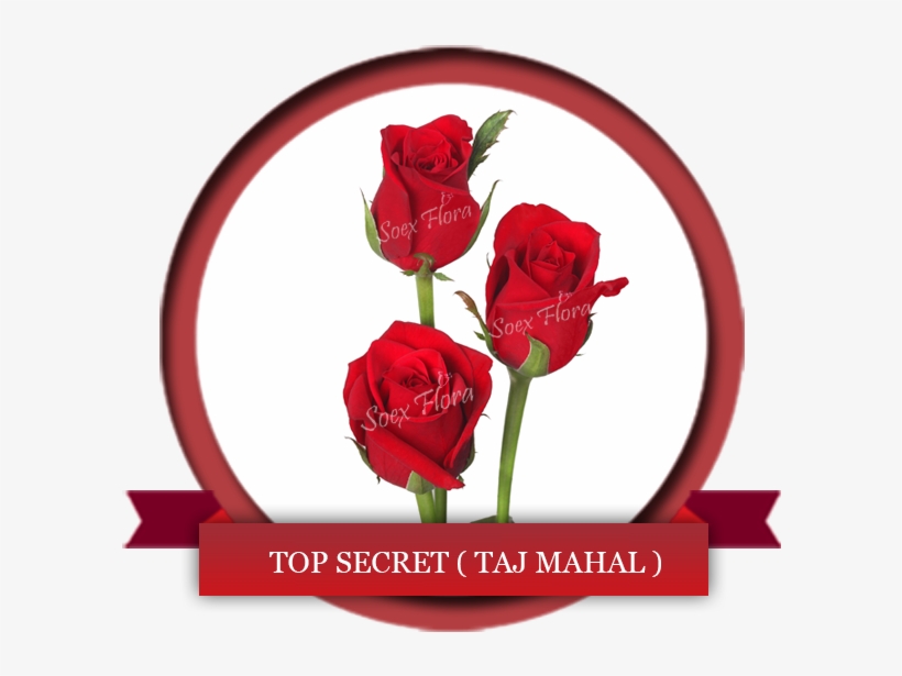 Deep Red Rose Symbol Of Love Top Secret Also Known - Taj Mahal Rose, transparent png