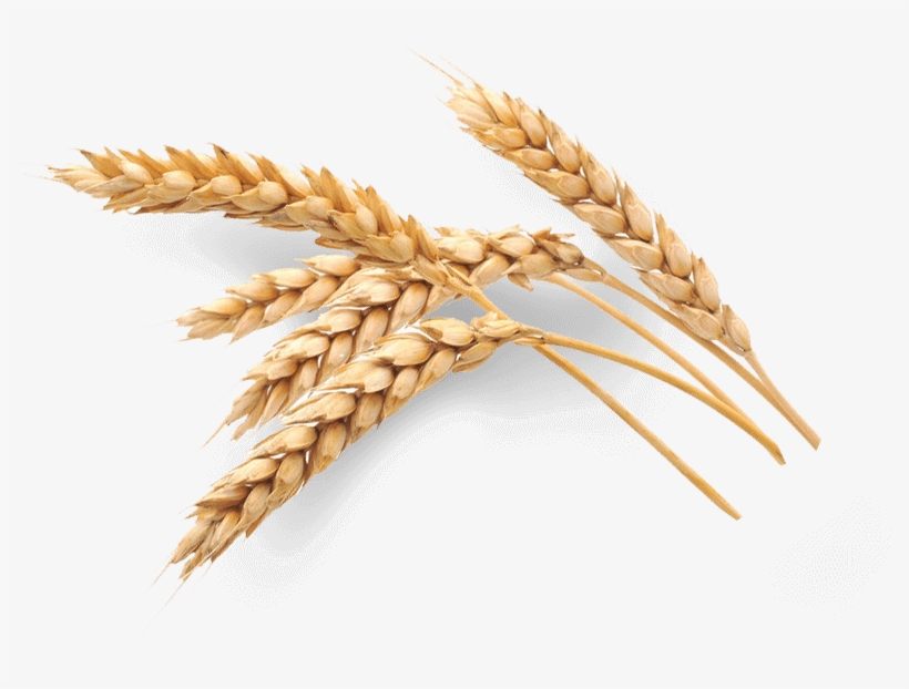 Selenium Oat Grain Malt Food - Selenium Malt, transparent png