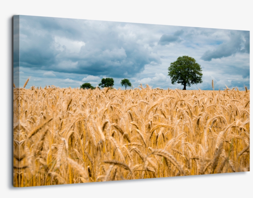 Wheat Field, transparent png