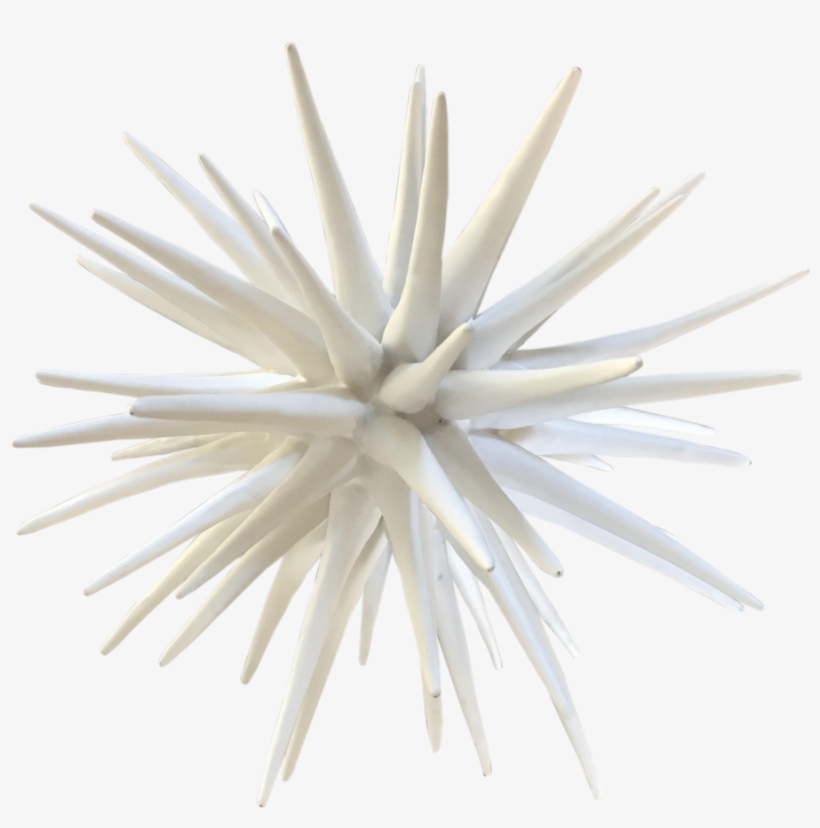 Studio Sea Urchin, transparent png