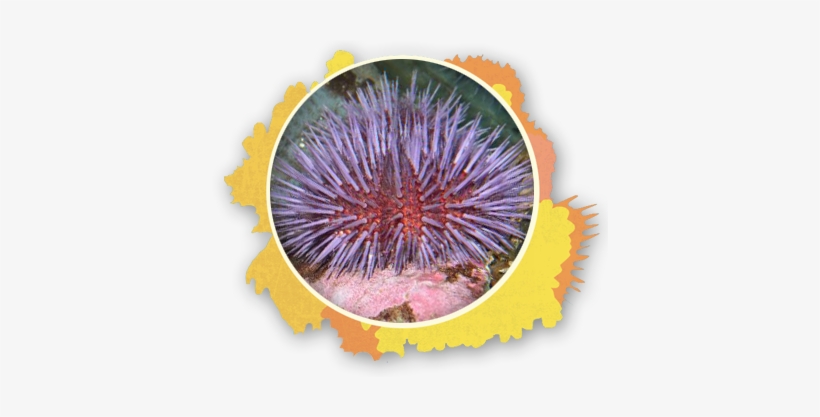 State Stencil Sea Urchin The Snorkel Store Maui Hi - The Snorkel Store, transparent png