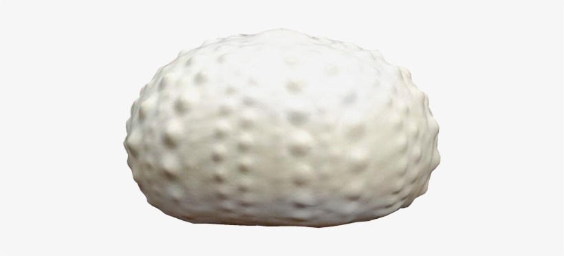 Sea Urchin Eco-friendly Urn - Urn, transparent png