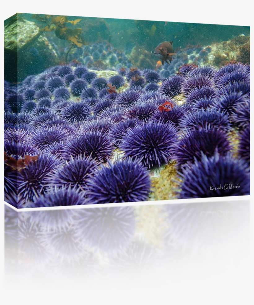 Sea Urchins - Sea Urchin, transparent png