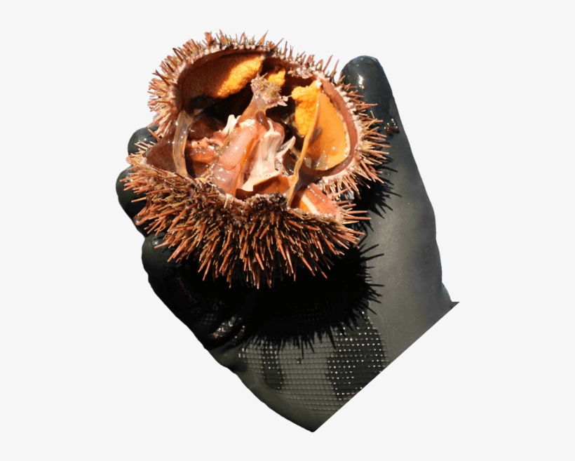 Rbs Seafood Harvesting - Rbs Seafood Harvesting Ltd, transparent png