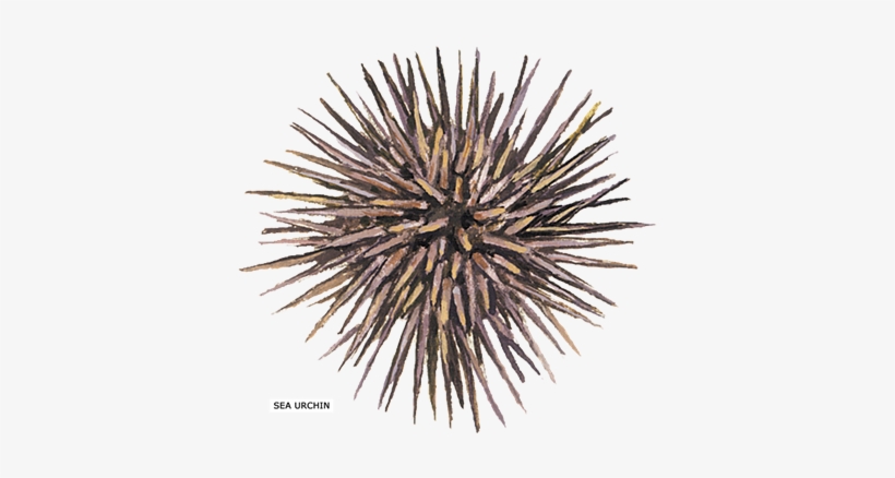 Sea Urchin Shower Curtain, transparent png