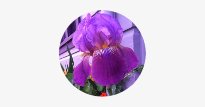 Many Varieties To Choose From - Iris, transparent png