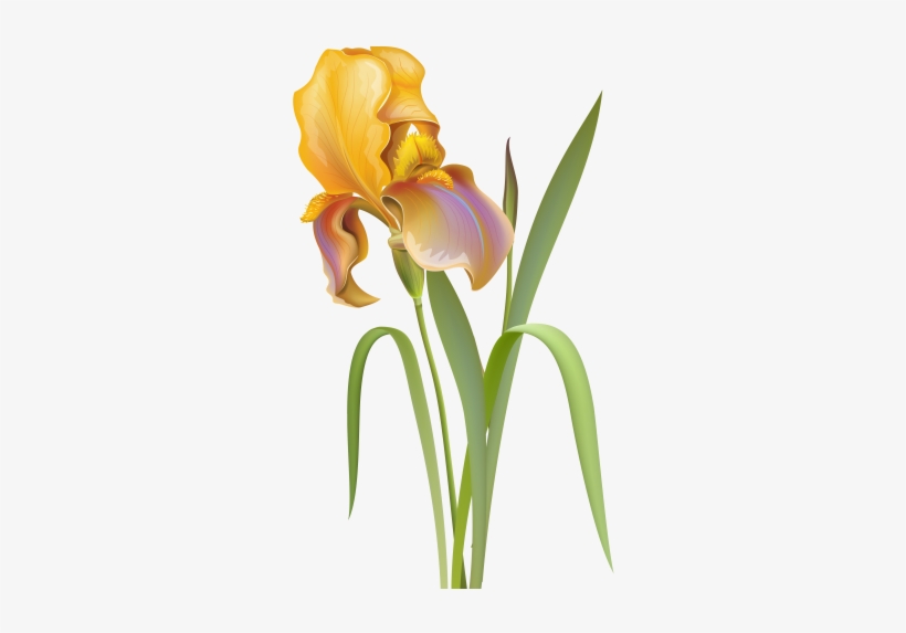 Iris Flower Png Clip Art - Iris Flower Images Png, transparent png
