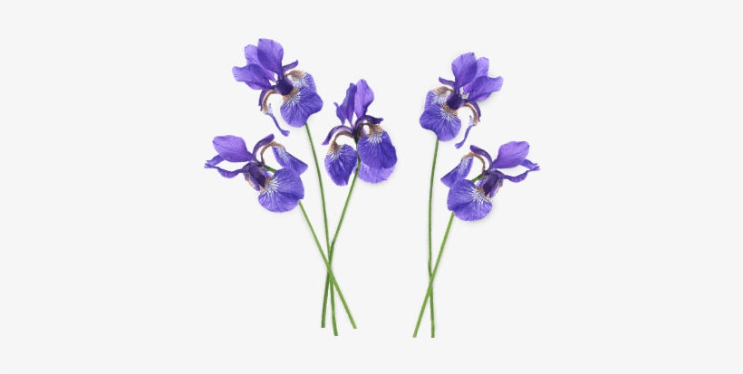 Iris Group Transparent Png - Purple Iris Flower Png, transparent png