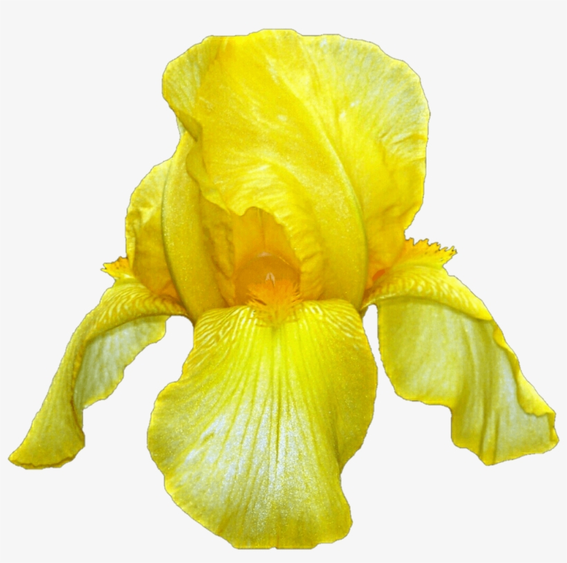 Yellow Iris, transparent png