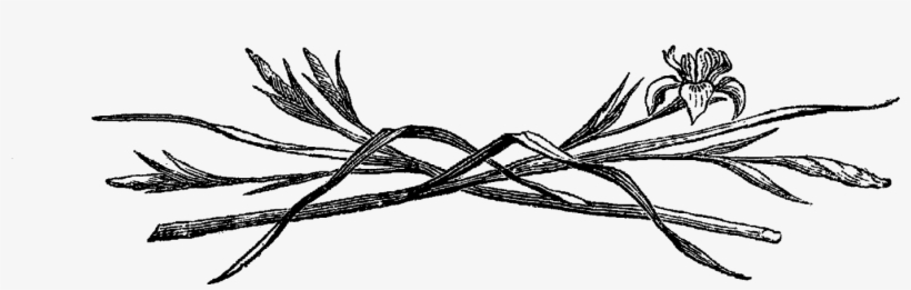 Flower Iris Digital Illustration - Illustration, transparent png