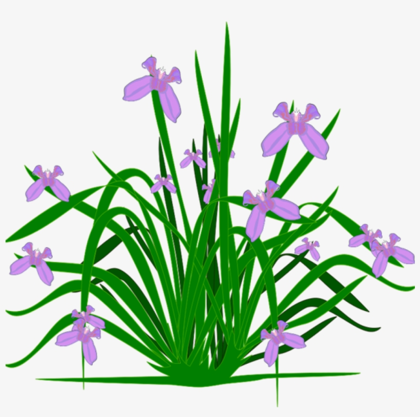 Iris Cliparts - Flowering Plant Clipart, transparent png