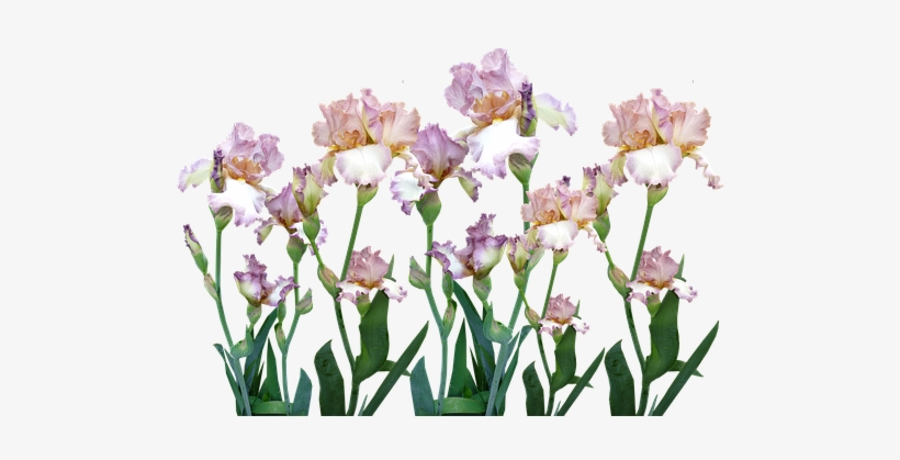 Irises, transparent png