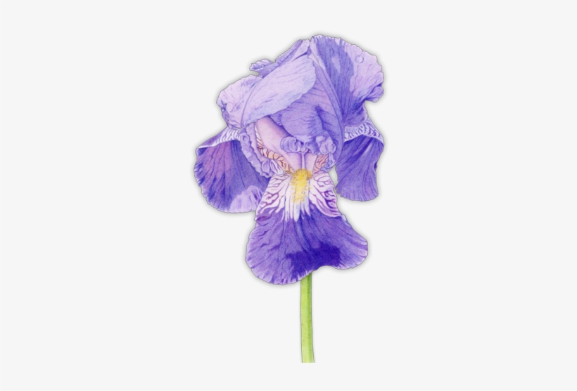 Iris Flower - Purple Iris Mother's Day Card, transparent png