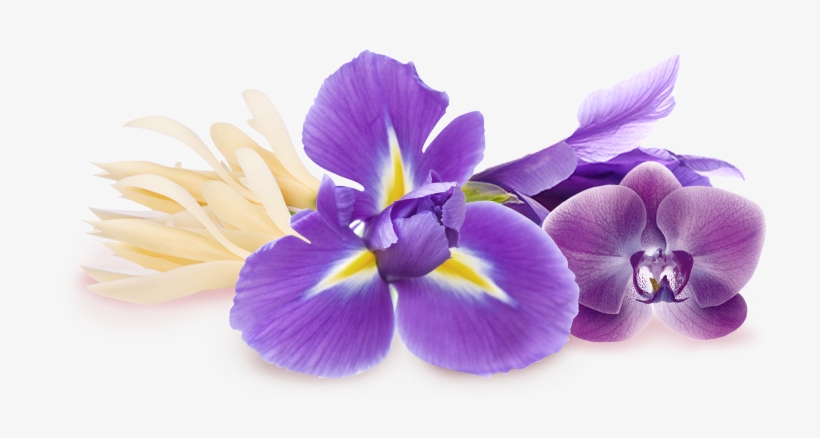 Purple Iris Flower, transparent png
