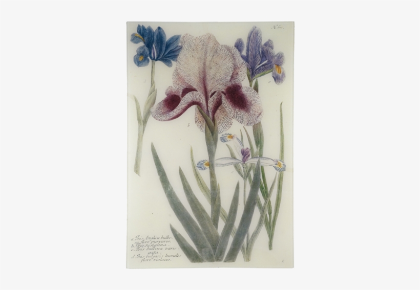 Iris Iris - Iris, transparent png