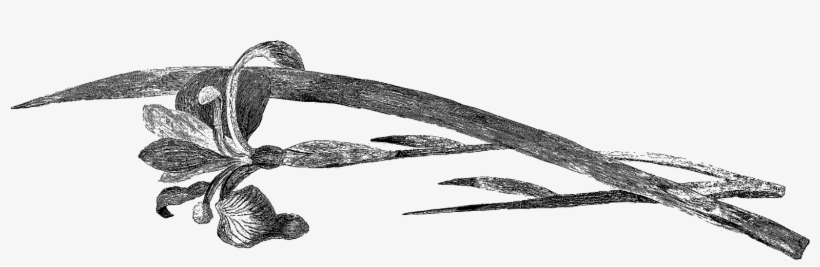 Botanical Flower Artwork Drawing Images - Work Of Art, transparent png