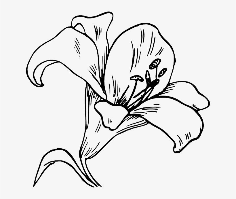 Flower Bloom Plant Lily Nature Calla Tattoo - Imagenes De La Orquídea Para Colorear, transparent png