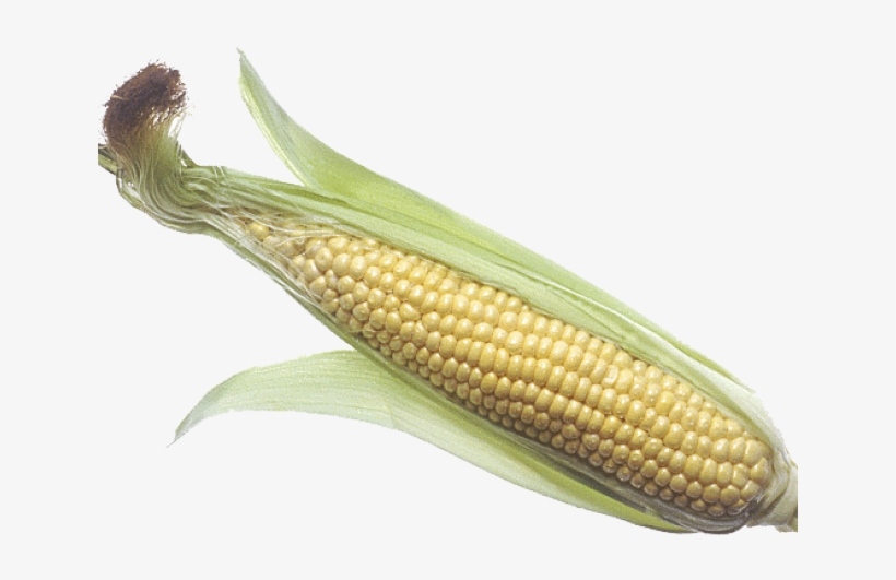 Corn In Poop Memes 640x480 PNG Download PNGkit