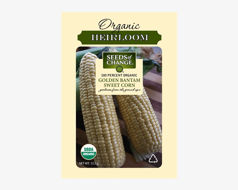 Organic Golden Bantam Sweet Yellow Corn Seeds - Seed, transparent png