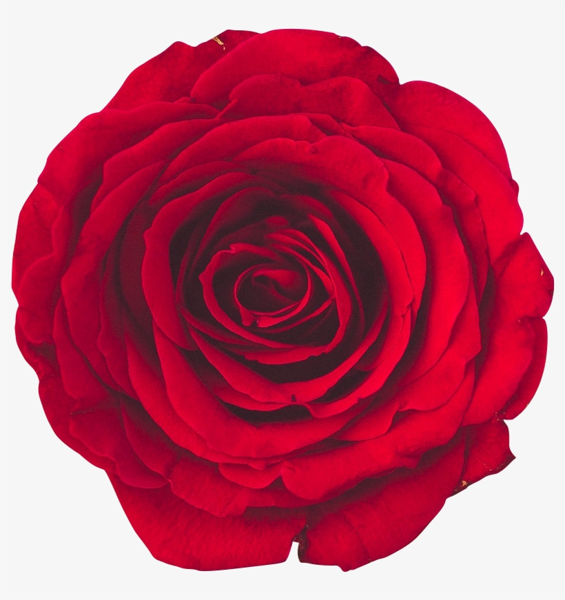Download - Roses, transparent png