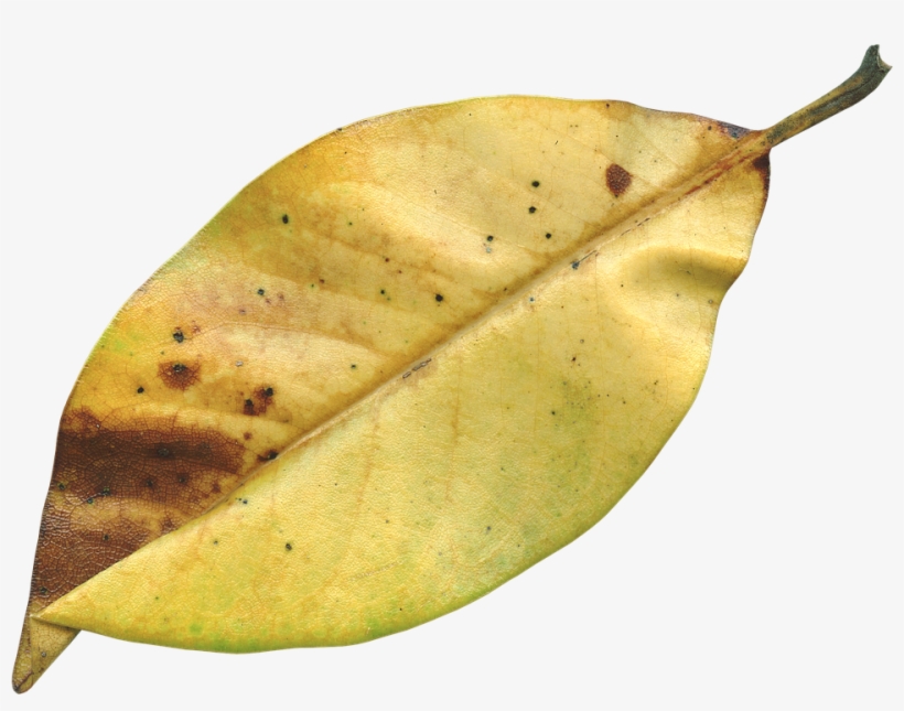 Magnolia Leaf, Fall, Autumn, Season, Nature, Natural - Dried Leaf Png, transparent png
