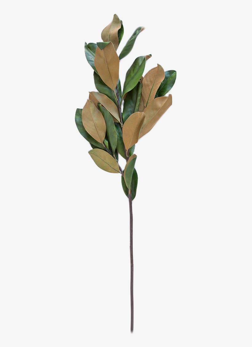 Faux Magnolia Stem - Magnolia Stem, transparent png
