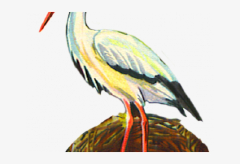 Sea Bird Clipart Crane Bird - Northern Gannet, transparent png