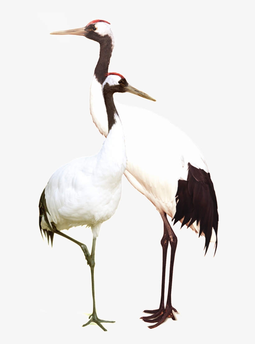 Hd White Crane Static Png - Hinh Anh Con Hac, transparent png