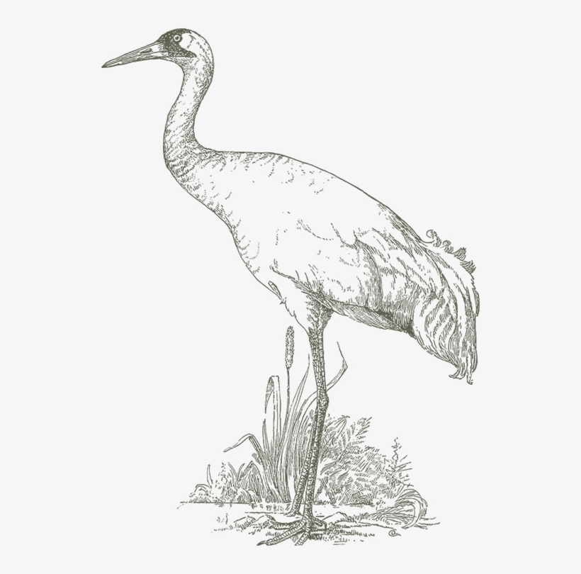 534 X 730 5 - Sandhill Crane, transparent png