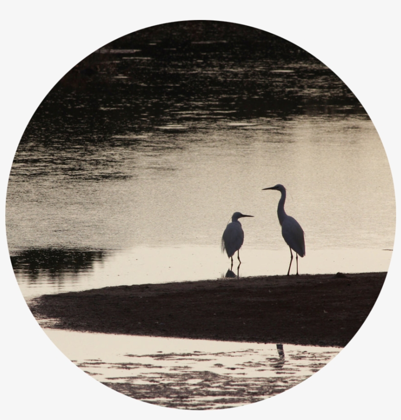 Through Our Community Engagement Projects And Our Nature - Great Blue Heron, transparent png