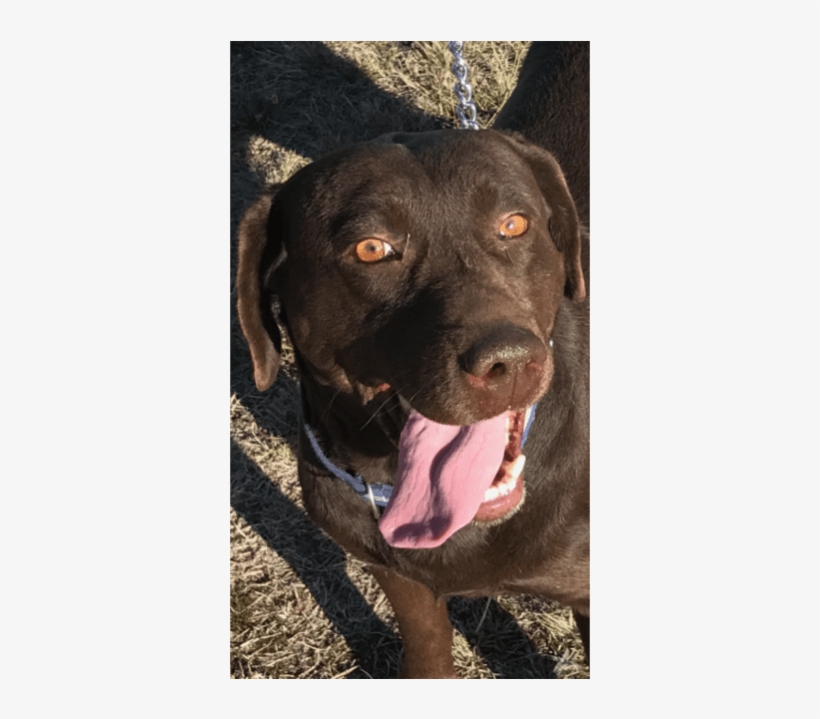 Photo Of Twix - Labrador Retriever, transparent png