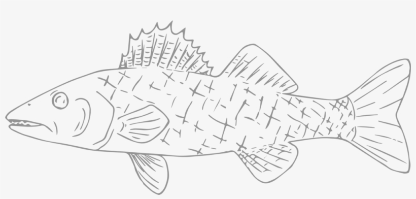 Willards Walleye - Striped Burrfish, transparent png