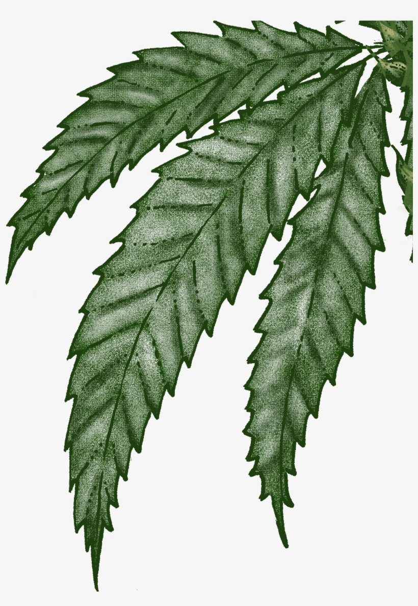A Passionate Producer - Fern, transparent png