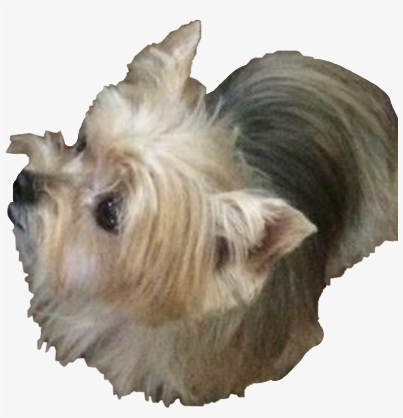 Yorkie Sticker - Australian Silky Terrier, transparent png