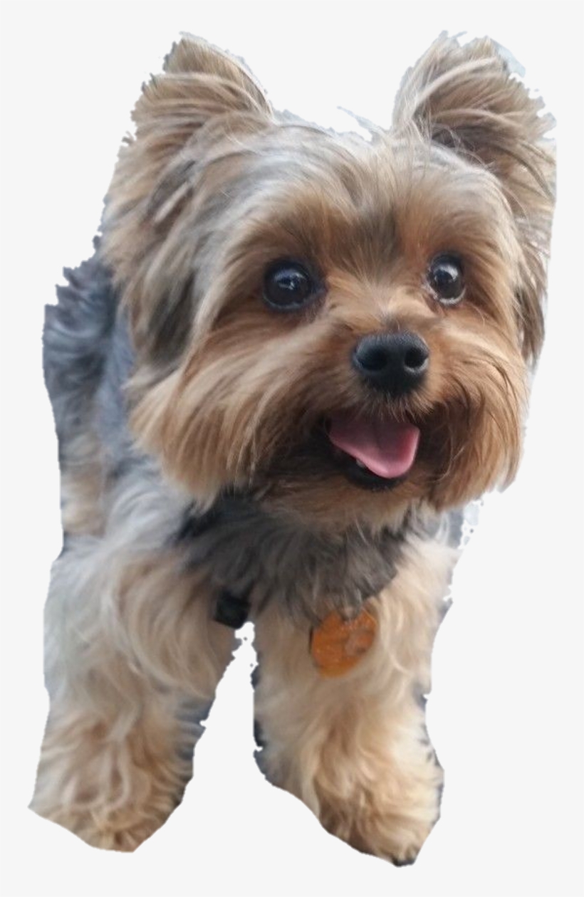 Yorkie Sticker - Australian Silky Terrier, transparent png